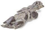 Fossil Mud Lobster (Thalassina) - Indonesia #241907-5